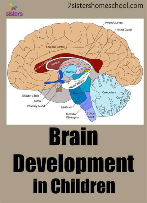 Study with Quizlet and memorize flashcards containing terms like In the context of the four lobes of the brain, which of the following statements is true of the occipital lobes, The view of development that sees motor skills development as a solution to an infant&39;s problems is known as, The two types of perceptual constancy are and more. . Which of the following statements is true about brain development